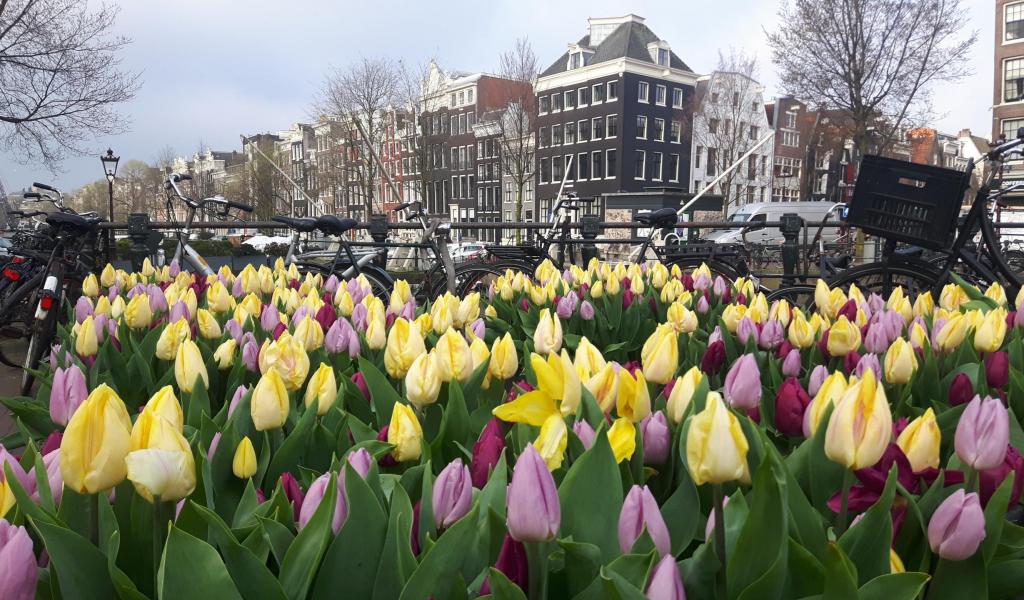 Tulpen festival Amsterdam